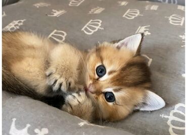 Pişiklər: Şotland yastı qulaq — 10