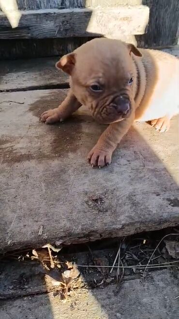 İtlər: Pitbul, 1 ay, Erkek, Peyvəndli, Pulsuz çatdırılma — 6