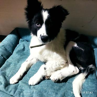 Отдам даром собаку: Собака даром: 5 месяцев, Самец, С прививкой — 10