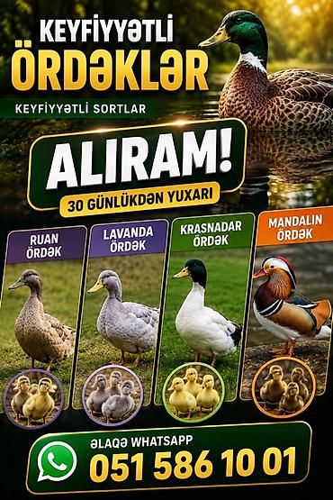 heyvan yemlərinin satışı: Keyfiyyətli ördəklər – seçmə sortlar Təklif olunan növlər: - Ruan — 1