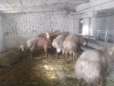 Баран, овца: Продаю | Баран (самец) | Полукровка | На забой | Матка — 1