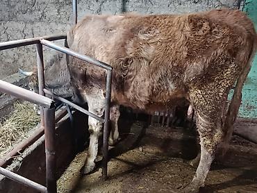 Коровы, быки: Продаю | Корова (самка) | Симментальская — 10