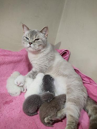 Pişiklər: Britan -da lalafo.az — 12 Pişiklər: Britan — 12