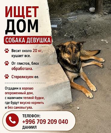 Собака даром: Дворняжка, 1 год, Самка