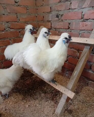 бройлеры оптом: Предлагаютcя к пpoдaже цыплята китайскoй шелкoвой курицы. Это