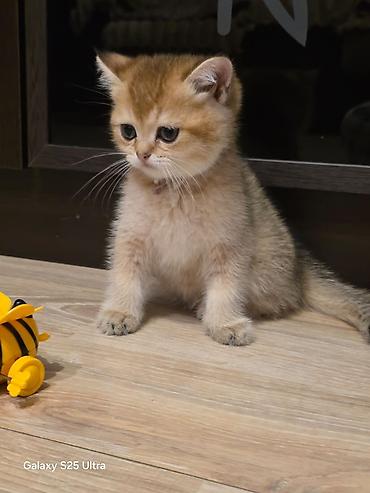 Pişiklər: Britan — 14