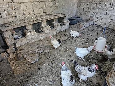 yumurtlayan toyuqlar satilir: Toyuq, Yumurtalıq — 4