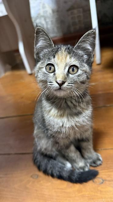 үй жаныбарлары: Котята-домоседы, короткошёрстные, домашнего разведения. - Возраст — 8