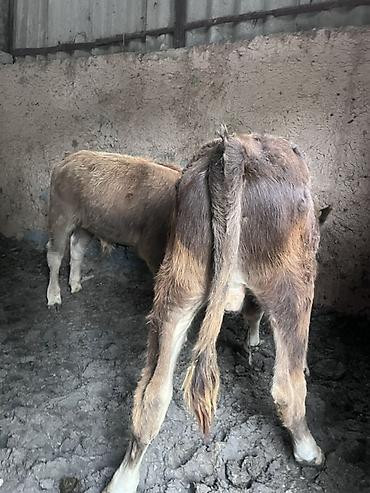 Коровы, быки: Продаю | Бык (самец) | На откорм — 10