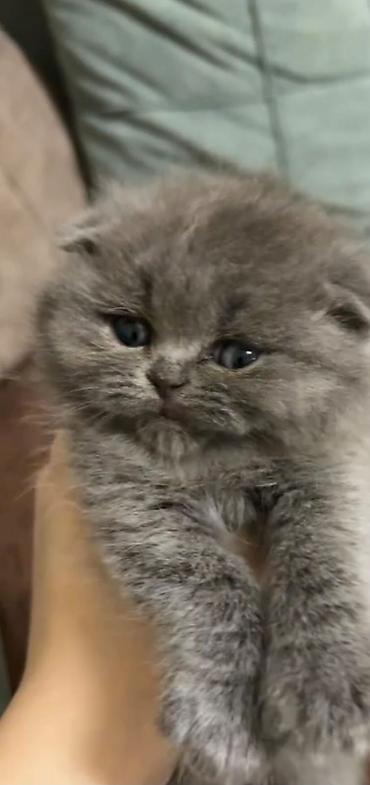 Pişiklər: Britan — 2