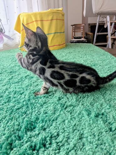 бенгальская кошка фото цена: Бенгал, 3 айлык, Ургаачы, Эмделген, Лотокко барууга үйрөтүлгөн, Документтери менен