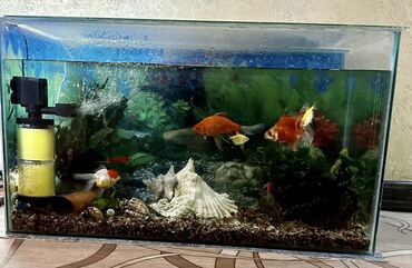 мальки рыб бишкек: Продаю!! Полностью упакованы аквариум с рыбками. СРОЧНО