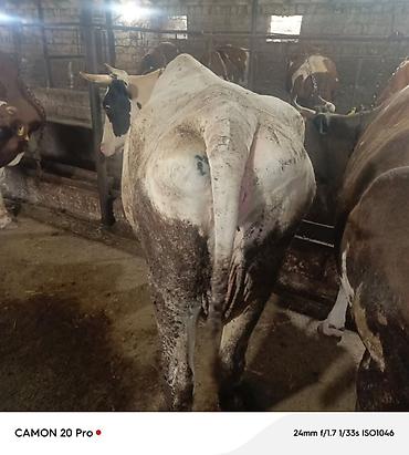 cuce satisi 2019: Bu inek satilir 2 ci qarina 6-7 ayliq bogazdi simmental bugadan gelib — 2