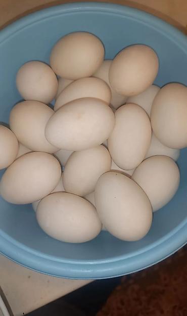 bildircin eti: Lal Pekin yerli ördey yasilbaş ördəy yumurtası qarışığ 60qepiy mayalı — 1