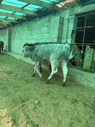 Коровы, быки: Продаю | Бык (самец) — 6