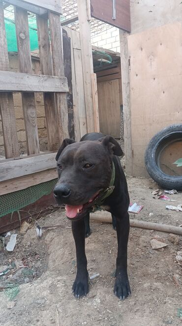 pitbul cütləşdirmək: Pitbul, 1 il, Dişi