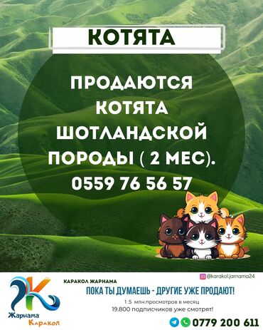 шотландский котята: В Караколе продаются котята шотландской породы ( 2 мес). Тел