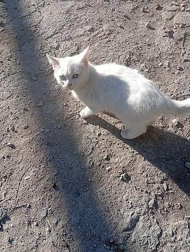 котята купить: Американская короткошёрстная, 3 месяца, Девочка, Белый, С прививками — 3