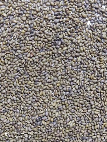 Люцерна: Продаю семена люцерны,семена клевера,высший сорт,гарантия — 7