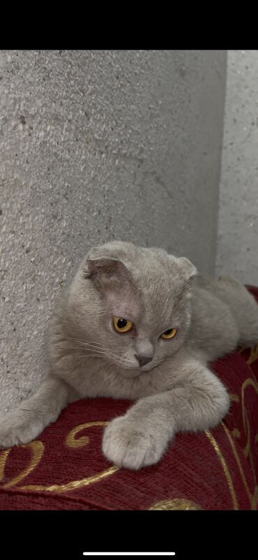 Продажа кошек: Скотиш Фолд (Шотландская вислоухая), 8 месяцев, Девочка, Серый, Приучена к лотку