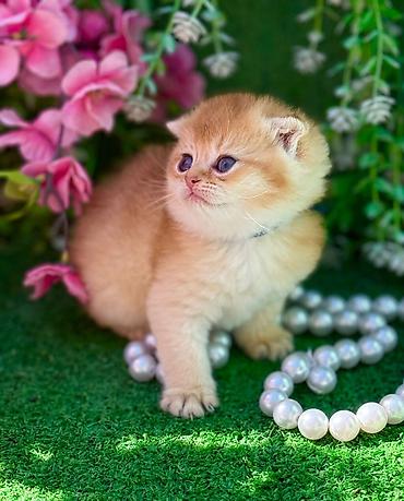 Pişiklər: Şotland — 7