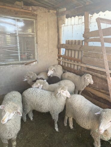 чистокровный английский: Продаю | Овца (самка) | Меринос | Для разведения | Ярка