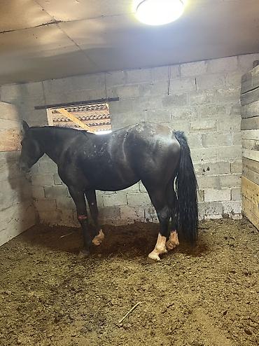 m horse: Продаю | Кобыла (самка) | На забой, Для разведения, Конный спорт | Племенные — 4