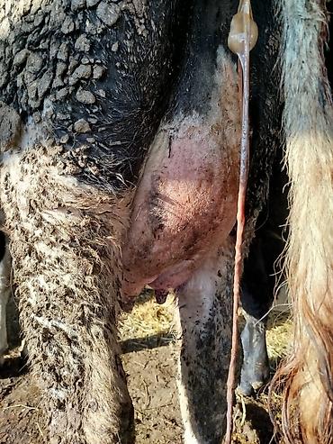 Коровы, быки: Продаю | Корова (самка) | Для молока | Привязанные — 3