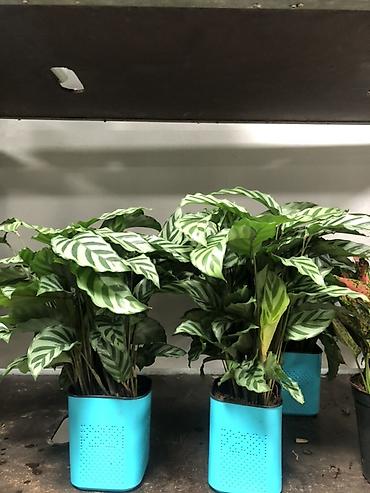 Другие комнатные растения: Комнатные растения в горшках — декоративные и фруктовые 1) Карликовый — 17