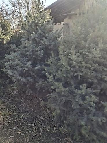 Декоративные деревья: Саженцы деревьев: Ели — 30