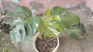 torf nerede satilir: Monstera deliciosa (Adansonun pəncərəsi) – dekorativ otaq bitkisi - — 1
