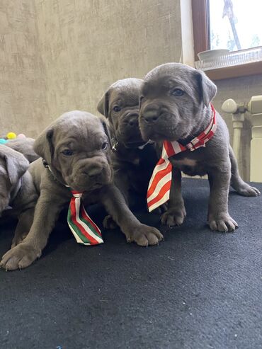 İtlər: Kane-Korso, 2 ay, Erkek, Sənədli, Pulsuz çatdırılma, Ödənişli çatdırılma — 3