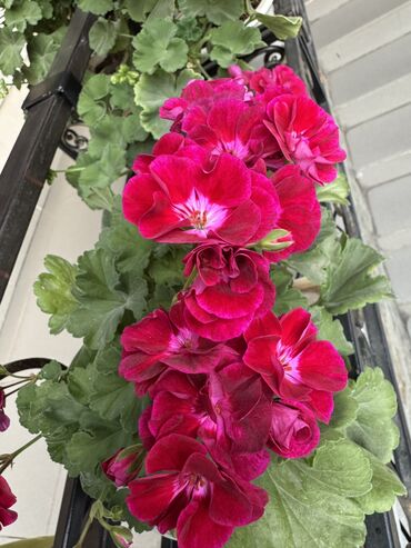 Герани и пеларгонии: Герань в горшке, цветущая ! Красивый розовый оттенок, листья красивые! — 4