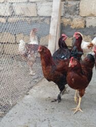 Digər quşlar: 6 eded 3 ayliq amroks cinsi(3 fere 3 xoruz)6 ededi 65azn. 8 eded 5 — 8