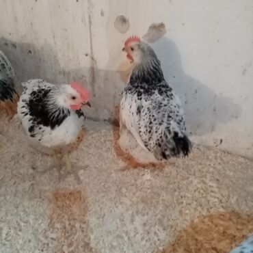 Toyuqlar: F6-serebrist cücələr satılır vitamin və dərmanlar verilib tam sağlam -da lalafo.az — 12 Toyuqlar: F6-serebrist cücələr satılır vitamin və dərmanlar verilib tam sağlam — 12