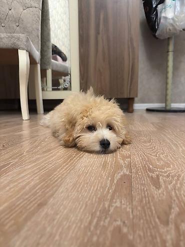Marketinq, Reklam və PR: 🐶 3 AYLIQ MALTİPOO SATILIR 🤍 Ölkə xaricinə köçdüyümüz üçün sevimli — 2