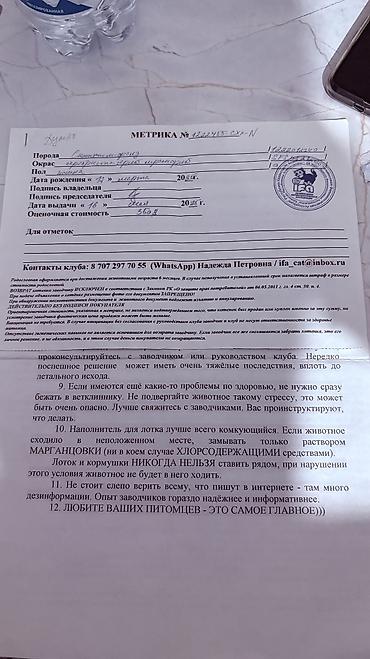 Продажа кошек: Скотиш Фолд (Шотландская вислоухая), 1 год, Девочка, Серый, Приучена к лотку, Проглистована, С документами — 3