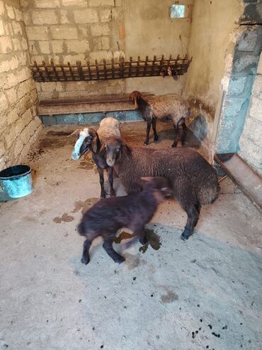 Qoyunlar, qoçlar: Dişi, Qala, il: 1, 65 kq, Damazlıq, Ünvandan götürmə lalafo.az -da Qoyunlar, qoçlar: Dişi, Qala, il: 1, 65 kq, Damazlıq, Ünvandan götürmə