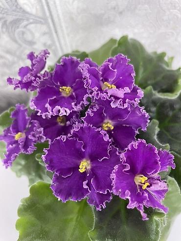 Фиалки и глоксинии: Фиалочки!!! Продам: 1. Укорененные черенки стандартных сортовых — 25