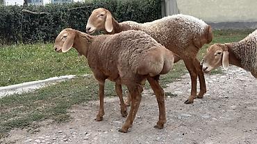 А/ч жаныбарларын сатам: Сатам | Ургаачы кой (ургаачы), Козу, Кочкор (эркек) | Арашан — 1
