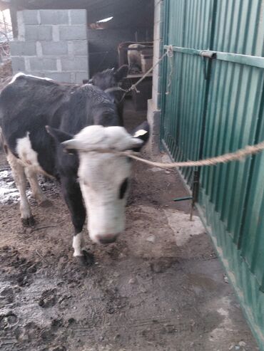 Коровы, быки: Продаю | Бык (самец) | Полукровка | На откорм | Привязанные — 8