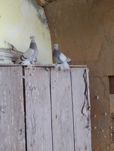 куплю восточно европейскую овчарку: Пара декоративных голубей с косматыми лапками (перьевые «бахromа» на