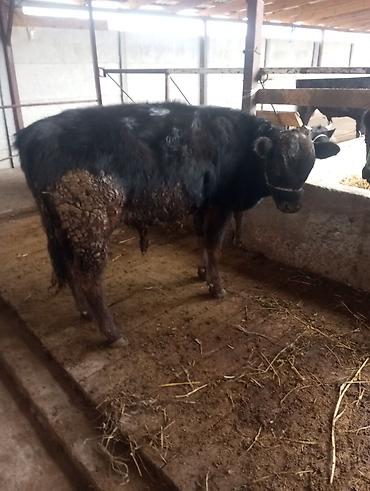 Коровы, быки: Продаю | Бык (самец) | На откорм | Привязанные at lalafo.kg — 7 Коровы, быки: Продаю | Бык (самец) | На откорм | Привязанные — 7
