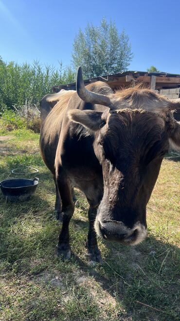 корова голштин: Продаю | Корова (самка) | Для молока | Стельные
