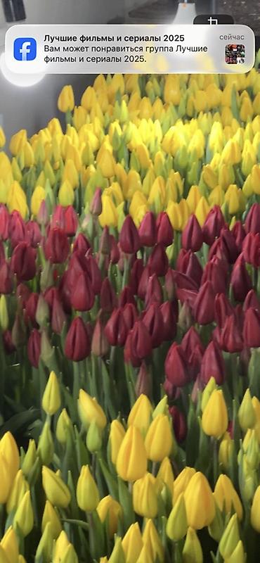 Букеты из живых цветов: 🌷 Тюльпаны оптом и в розницу!🌷 Свежие, хрустящие, плотные бутоны 🌿 at lalafo.kg — 9 Букеты из живых цветов: 🌷 Тюльпаны оптом и в розницу!🌷 Свежие, хрустящие, плотные бутоны 🌿 — 9