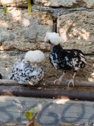 Toyuqlar: Başlıq: Rahibə 3 aylıq – 2 ədəd, 55 AZN, real alıcı narahat etsin -da lalafo.az — 4 Toyuqlar: Başlıq: Rahibə 3 aylıq – 2 ədəd, 55 AZN, real alıcı narahat etsin — 4