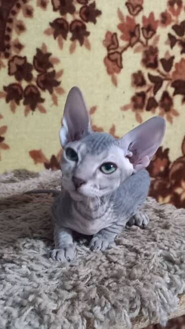 кошка британская шиншилла: Продаю котёнка донского сфинкса, котику 3,5 месяца, оригинальный окрас