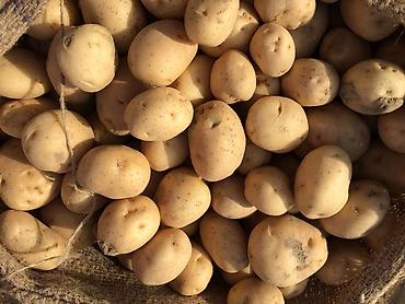 продаю кой: Картошка — 1