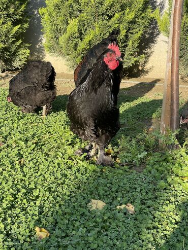 Xoruzlar: Brama xoruzları. Biri 2 illik xoruz - 100₼ İkisi 7 aylıq xoruz — 11