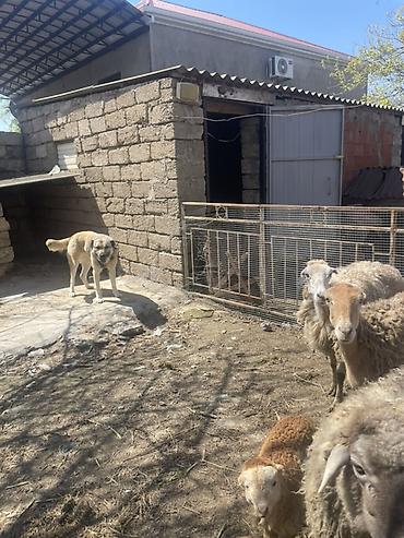Qoyunlar, qoçlar: Qoyun və Keçi — təsərrüfat heyvanları - Növ: yerli qoyunlar və uzun — 27
